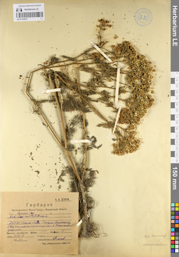LE 01103037