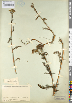 LE 01103048