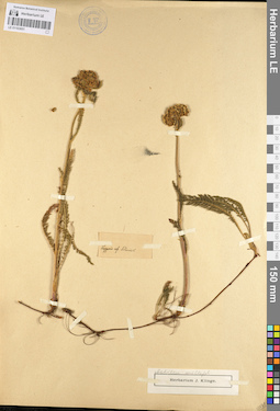 LE 01103051