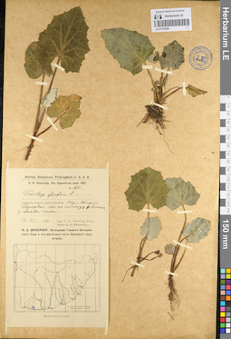 LE 01103356