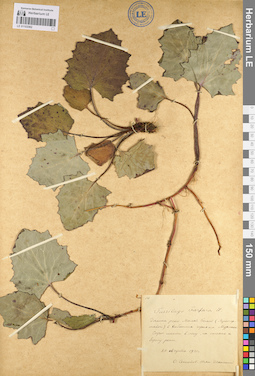 LE 01103362