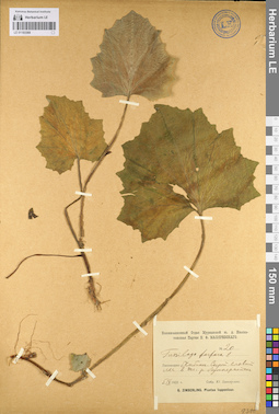 LE 01103368