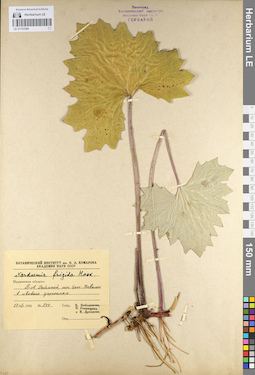 LE 01103386