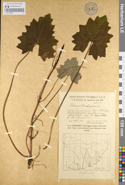 LE 01103406
