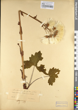 LE 01103417
