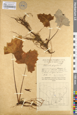 LE 01103429