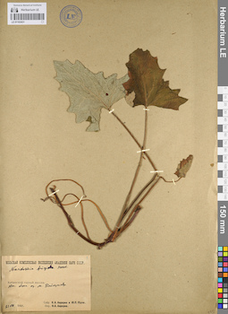 LE 01103431