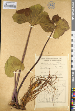 LE 01103433