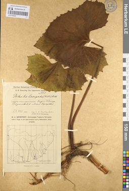 LE 01103435