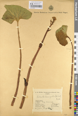 LE 01103437