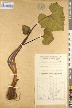 LE 01103440