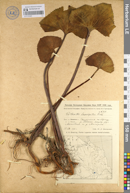 LE 01103443