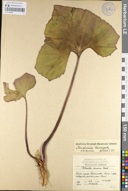 LE 01103452