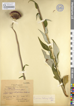 LE 01103915