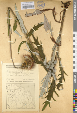 LE 01103926