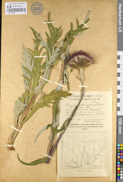 LE 01103929