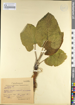 LE 01103943