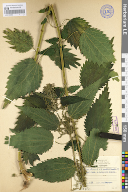 LE 01103963