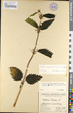 LE 01103966