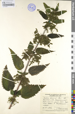 LE 01103970