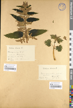 LE 01103971