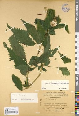 LE 01103976