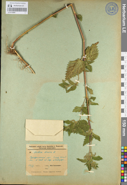 LE 01103981