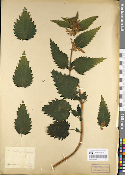 LE 01103986