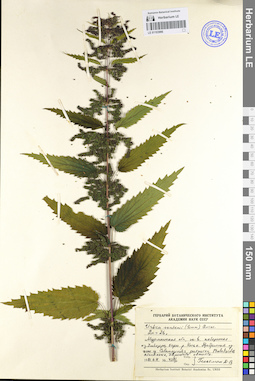 LE 01103996