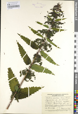 LE 01104007