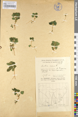LE 01104019