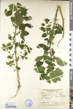 LE 01104021