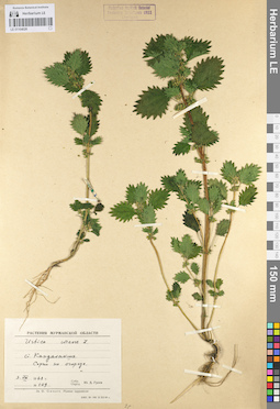 LE 01104026