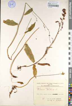 LE 01104037