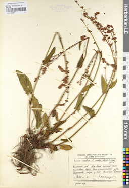 LE 01104087
