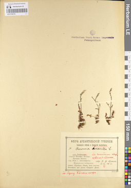 LE 01104118