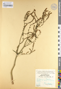 LE 01104176