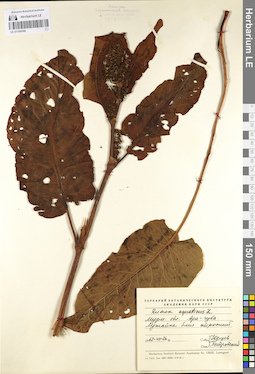LE 01104186