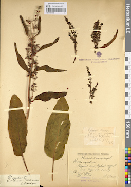 LE 01104195
