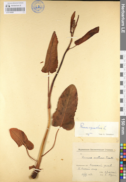LE 01104209