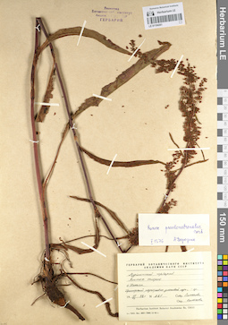 LE 01104261