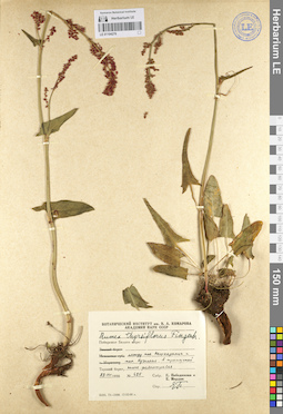 LE 01104276
