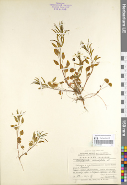 LE 01104296