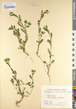 LE 01104387