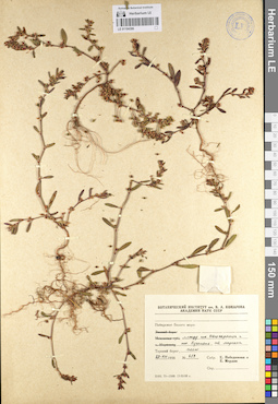 LE 01104396