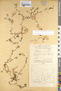 LE 01104417