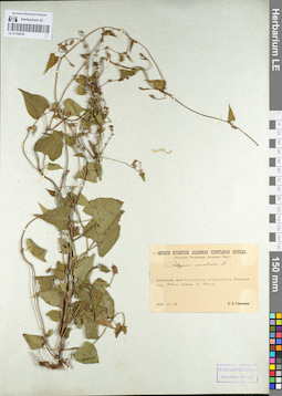LE 01104435