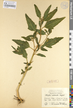 LE 01104455