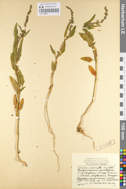 LE 01104464