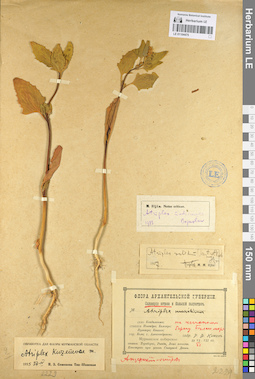 LE 01104475